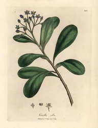 Canella modrokvětá, canella vavřínovitá, Canella alba, Canella winterana
