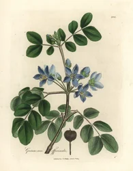 Modré květy Guaiacum officinale