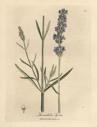 Modrá květovaná levandule, Lavandula spica