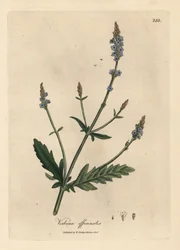 Modře květovaná Verbena officinalis