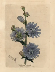 Modře květovaná divoká cikorka nebo čekanka, Cichorium intybus