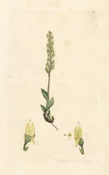 Orchideje bahenní, Hammarbya paludosa (čepel bahenní, Malaxis paludosa). Ručně kolorovaná mědirytina podle ilustrace Jamese Sowerbyho z James Smith