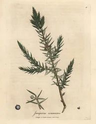 Pobočka a bobule obyčejného jalovce, Juniperus communis