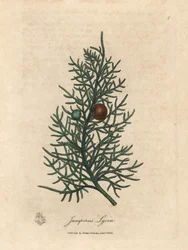 Větev a bobule cedrového stromu Juniperus lycia