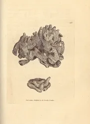 Houba strouhanka, Halichondria panicea (kompaktní trubková houba; Spongia compacta). Ručně kolorovaná mědirytina od Jamese Sowerbyho z The British Miscellany nebo Barevné figurky nových, vzácných nebo málo známých zvířecích předmětů.