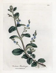 Brooklime speedwell, Veronica beccabunga. Ručně kolorovaná mědirytina z botanické ilustrace Jamese Sowerbyho z Williama Woodvilla a Sira Williama Jacksona Hookera "" Medical Botany "," John Bohn, Londýn