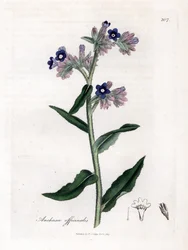 Bugloss officinale - Bugloss officinale, Anchusa officinalis. Ručně kolorovaná mědirytina z botanické ilustrace Jamese Sowerbyho z Williama Woodvilla a Sira Williama Jacksona Hookera "" Medical Botany "," John Bohn, Londýn