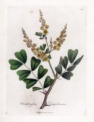 Campeche nebo campeche wood - Logwood, Haematoxylum campechianum. Ručně kolorovaná mědirytina z botanické ilustrace Jamese Sowerbyho z Williama Woodvilla a Sira Williama Jacksona Hookera "" Medical Botany "," John Bohn, Londýn