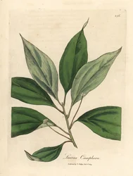 Kafrovník, Laurus camphora
