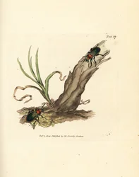 Carabus nitens brouk. Ručně kolorovaná mědirytina od Jamese Sowerbyho z The British Miscellany nebo Barevné figurky nových, vzácných nebo málo známých zvířecích předmětů.