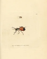 Carabus rotundicollis brouk. Ručně kolorovaná mědirytina od Jamese Sowerbyho z The British Miscellany nebo Barevné figurky nových, vzácných nebo málo známých zvířecích předmětů.