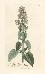 Catnip, Nepeta cataria (cataire) Ručně kolorovaná mědirytina podle ilustrace Jamese Sowerbyho z James Smith