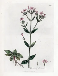 Centauree Chironia - Centaury, Chironia centaurium. Ručně kolorovaná mědirytina z botanické ilustrace Jamese Sowerbyho z Williama Woodvilla a Sira Williama Jacksona Hookera "" Medical Botany "," John Bohn, Londýn