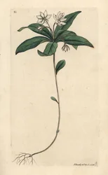 Ptačinec ozimý, Lysimachia europaea (Trientalis europaea) (Trientale d