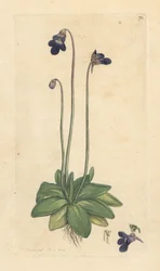 Máslovník obecný, Pinguicula vulgaris (grassette) Ručně kolorovaná mědirytina podle ilustrace Jamese Sowerbyho z James Smith