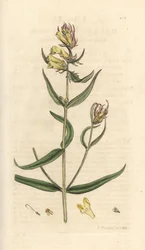 Pšenice kravská, Melampyrum pratense (Melampyre des pres, Dřevěné proso, Cochelet, Žlutá saturejka) Ručně kolorovaná mědirytina podle ilustrace Jamese Sowerbyho z James Smith