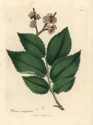 Jilm obecný, Ulmus plainstris