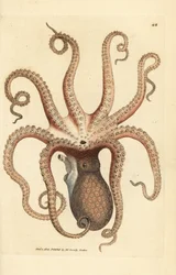 Chobotnice obecná, Octopus vulgaris (Osmiruká sépie, Sepia chobotnice). Ručně kolorovaná mědirytina od Jamese Sowerbyho z The British Miscellany nebo Barevné figurky nových, vzácných nebo málo známých zvířecích předmětů.