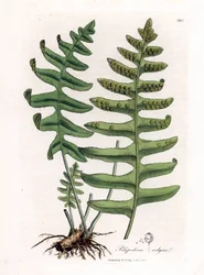 Mnohonožka nebo lékořice dřevná (kapraď) - Mnohonožka obecná, Polypodium vulgare. Ručně kolorovaná mědirytina z botanické ilustrace Jamese Sowerbyho z Williama Woodvilla a Sira Williama Jacksona Hookera "" Medical Botany "," John Bohn, Londýn