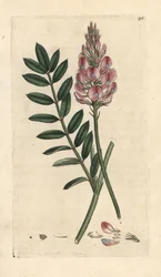 Vičenec obecný, Onobrychis viciifolia (Hedysarum onobrychis) (kultivační vičák) Ručně kolorovaná mědirytina podle ilustrace Jamese Sowerbyho z James Smith