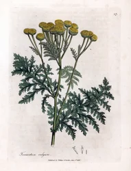 Tansy nebo stříkance - Tansy, Tanacetum vulgare. Ručně kolorovaná mědirytina z botanické ilustrace Jamese Sowerbyho z Williama Woodvilla a Sira Williama Jacksona Hookera "" Medical Botany "," John Bohn, Londýn