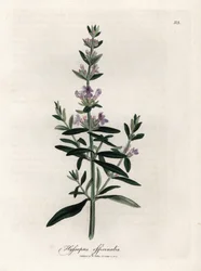 Kompendiální yzop. Ručně kolorovaná mědirytina z kresby Jamese Sowerbyho (1757-1822), v Botanique Medicinale