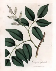 Copaier - balzám z Copaiva, Copaifera officinalis. Ručně kolorovaná mědirytina z botanické ilustrace Jamese Sowerbyho z Williama Woodvilla a Sira Williama Jacksona Hookera "" Medical Botany "," John Bohn, Londýn