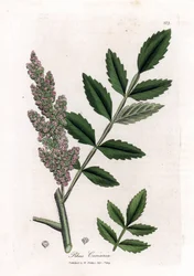 Corroyere neboli škumpa corroyeurů nebo cestovatelů - škumpa jilmlistá, Rhus coriaria. Ručně kolorovaná mědirytina z botanické ilustrace od Jamese Sowerbyho z Williama Woodvilla a Sira Williama Jacksona Hookera "" Medical Botany "," John Bohn, Londo