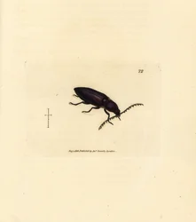 Ctenicera cuprea brouk (Elater chalybeus). Ručně kolorovaná mědirytina od Jamese Sowerbyho z The British Miscellany nebo Barevné figurky nových, vzácných nebo málo známých zvířecích předmětů.