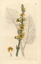 Tmavý divizna, Verbascum nigrum (černý divizna). Ručně kolorovaná mědirytina podle ilustrace Jamese Sowerbyho z knihy English Botany Jamese Smithe, Londýn