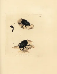 Dor brouk nebo hnojník zemní, Geotrupes puncticollis (Scarabaeus spiniger). Ručně kolorovaná mědirytina od Jamese Sowerbyho z The British Miscellany nebo Barevné figurky nových, vzácných nebo málo známých zvířecích předmětů.