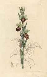 Raná pavoučí orchidej, Ophrys sphegodes (Spider orchis, Ophrys aranifera). Ručně kolorovaná mědirytina podle ilustrace Jamese Sowerbyho z James Smith