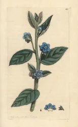 Evergreen Bugloss, Pentaglottis Sempervirens (Evergreen Alkanet, Anchusa Sempervirens) Ruční gravírování měděné desky po ilustraci Jamese Sowerbyho z anglické botaniky Jamese Smitha, Londýn