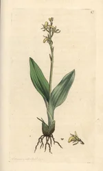 Vstavač slaměný, Liparis loeselii (Dwarf ophrys, Ophrys loeselii). Ručně kolorovaná mědirytina podle ilustrace Jamese Sowerbyho z James Smith