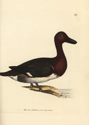 Polák malý, Aythya nyroca (Anas nyroca, kachna s olivovou chocholkou). Ručně kolorovaná mědirytina Jamese Sowerbyho z The British Miscellany, or Coloured figures of new, rare, or little known animal subjects.