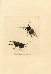 Cvrček polní, Gryllus campestris (Accheta campestris). Ručně kolorovaná mědirytina od Jamese Sowerbyho z The British Miscellany nebo Barevné figurky nových, vzácných nebo málo známých zvířecích předmětů.