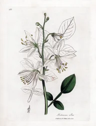 Fraxinelle - Bílá fraxinella nebo basard dittany, Dictamnus albus. Ručně kolorovaná mědirytina z botanické ilustrace Jamese Sowerbyho z Williama Woodvilla a Sira Williama Jacksona Hookera "" Medical Botany "," John Bohn, Londýn