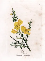 Genet a metla - Metla obecná, Cytisus scoparius. Ručně kolorovaná mědirytina z botanické ilustrace Jamese Sowerbyho z Williama Woodvilla a Sira Williama Jacksona Hookera "" Medical Botany "," John Bohn, Londýn