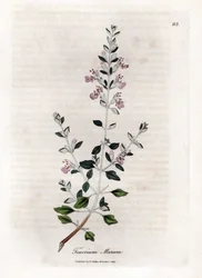 Germandree marum neboli germandree koček - Kočičí tymián, Teucrium marum. Ručně kolorovaná mědirytina z botanické ilustrace Jamese Sowerbyho z Williama Woodvilla a Sira Williama Jacksona Hookera "" Medical Botany "," John Bohn, Londýn