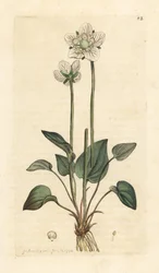 Grassy of Parnassus, Parnassia palustris Ručně kolorovaná mědirytina podle ilustrace Jamese Sowerbyho z James Smith