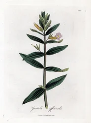 Gratiole officinale - yzop živý plot, Gratiola officinalis. Ručně kolorovaná mědirytina z botanické ilustrace Jamese Sowerbyho z Williama Woodvilla a Sira Williama Jacksona Hookera "" Medical Botany "," John Bohn, Londýn