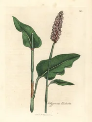 Bistort větší, Polygonum bistorta