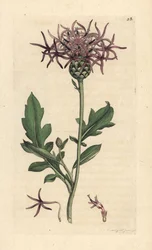 Chňapka větší, Centaurea scabiosa (Centauree scabieuse) Ručně kolorovaná mědirytina podle ilustrace Jamese Sowerbyho z James Smith