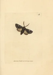 Můra zeleně žíhaná, Valeria oleagina (Phalaena Bombyx oleagina). Ručně kolorovaná mědirytina od Jamese Sowerbyho z The British Miscellany nebo Barevné figurky nových, vzácných nebo málo známých zvířecích předmětů.