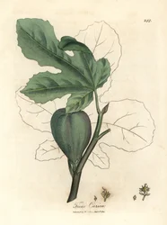 Zelený fík, ovoce, listy, obrys listu, Ficus carica