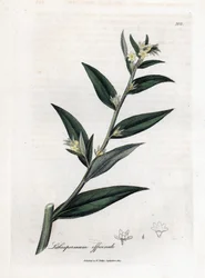 Gremil officinal neboli perlorodka - Gromwell, Lithospermum officinale. Ručně kolorovaná mědirytina z botanické ilustrace Jamese Sowerbyho z Williama Woodvilla a Sira Williama Jacksona Hookera "" Medical Botany "," John Bohn, Londýn