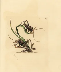 Cvrček šedý, Platycleis grisea (saranče šedé, saranče grisea). Ručně kolorovaná mědirytina od Jamese Sowerbyho z The British Miscellany nebo Barevné figurky nových, vzácných nebo málo známých zvířecích předmětů.