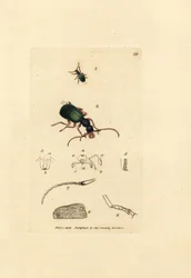 Střevlíček, Drypta dentata (Carabus zlatoústý, Carabus chrysostomos). Ručně kolorovaná mědirytina od Jamese Sowerbyho z The British Miscellany nebo Barevné figurky nových, vzácných nebo málo známých zvířecích předmětů.