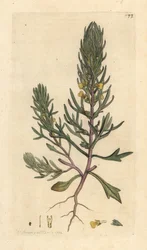 Borovice mletá, Ajuga chamaepitys (jedle) Ručně kolorovaná mědirytina podle ilustrace Jamese Sowerbyho z James Smith