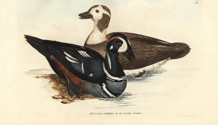 Kachna Harlekýn, Histrionicus histrionicus (Anas histrionica). Muži a ženy. Ručně kolorovaná mědirytina od Jamese Sowerbyho z The British Miscellany nebo Barevné figurky nových, vzácných nebo málo známých zvířecích předmětů.